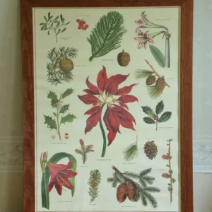 Affiche « fleurs de noël »