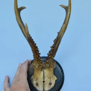 Massacre de chevreuil monté sur support en bois noir et rond