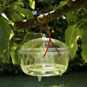 Piège écologique pour guêpes et frelons